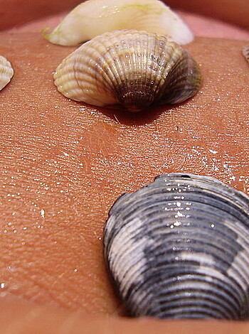 A pile of seafood with eyes, nose, mouth, and genitalia is on display for the camera.