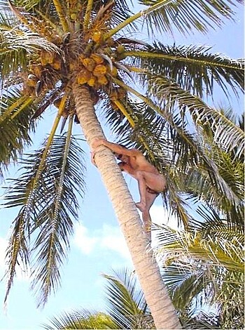 Vulgar description: "Look at this fucker trying to climb a palm tree without a shirt on, exposing his skinny chest and pale white thighs. What a loser."