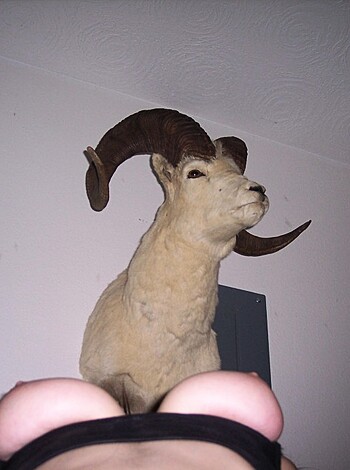 "Fucking bitch sucking cock teasing dick with her ass cheeks and tits while holding a furry animal statue."