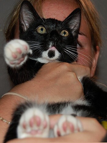 "Hey bro, check out this bitch holding her fucking kitten."